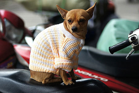 Ngộ nghĩnh những chú cún mặc áo dày cộp chống cái rét mùa đông 9