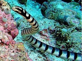 Những loài rắn độc nhất hành tinh có thể giết hàng chục người chỉ trong vài giây