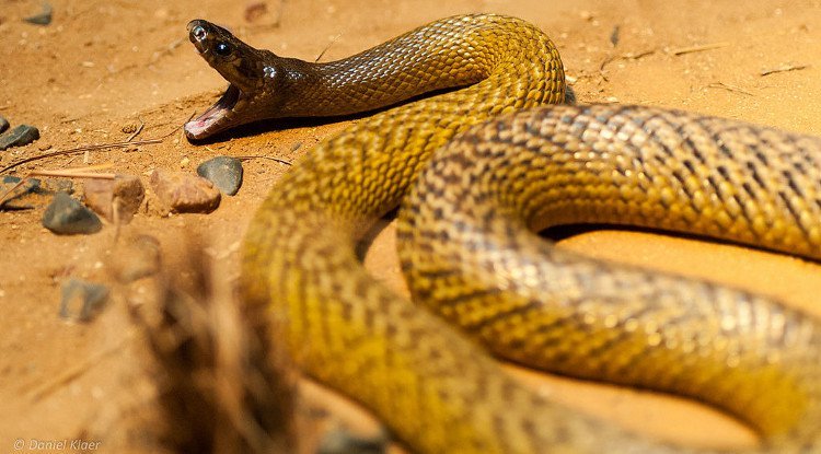 Những loài rắn độc trên thế giới có rất nhiều