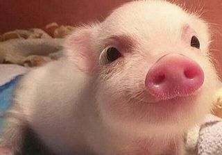 Dự báo giá heo hơi hôm nay 29/11: Giá lợn hơi mới nhất 31.000 đồng/kg
