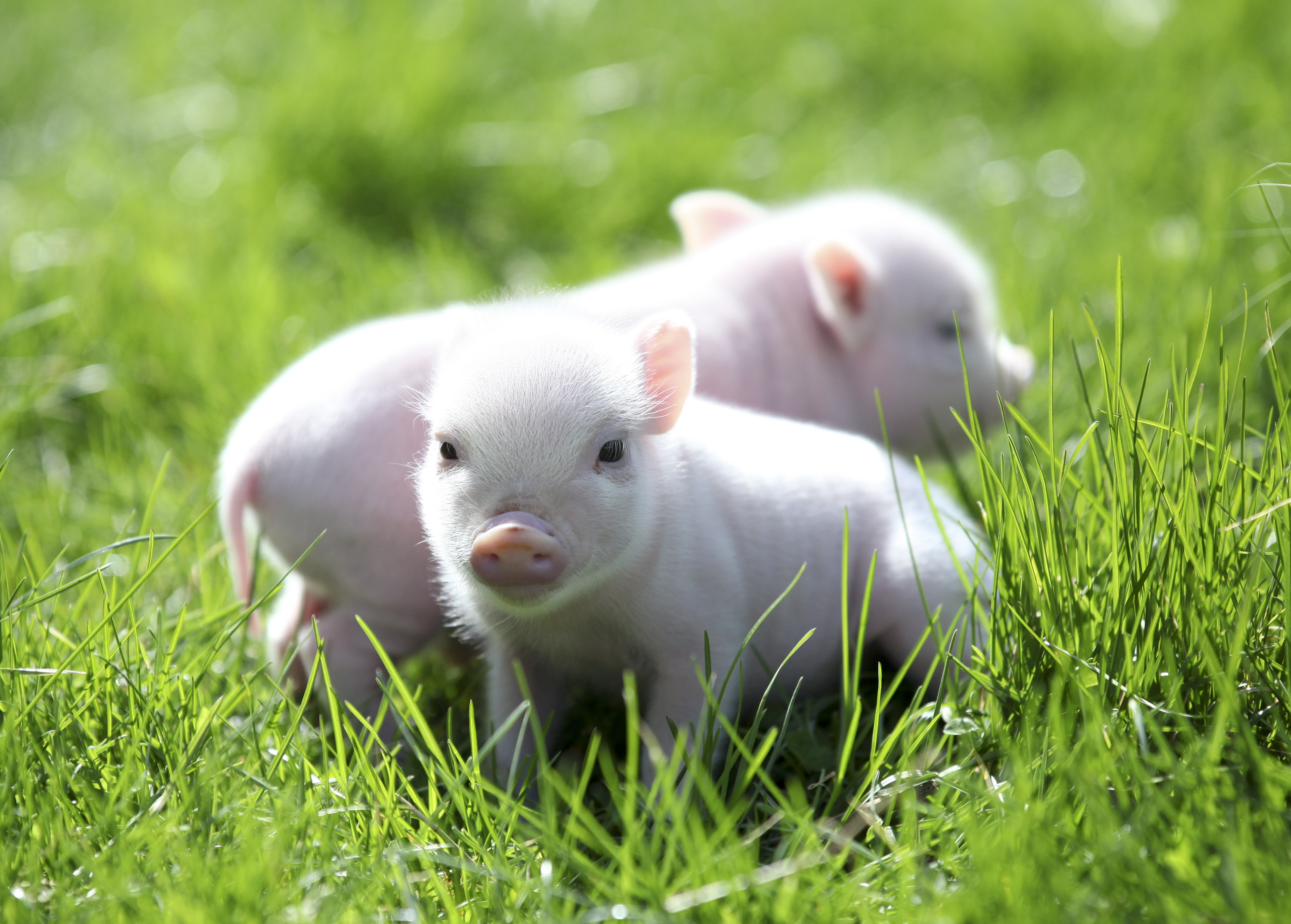 Dự báo giá heo hơi hôm nay 1/12: Giá lợn hơi mới nhất đi biên 31.000 đồng/kg