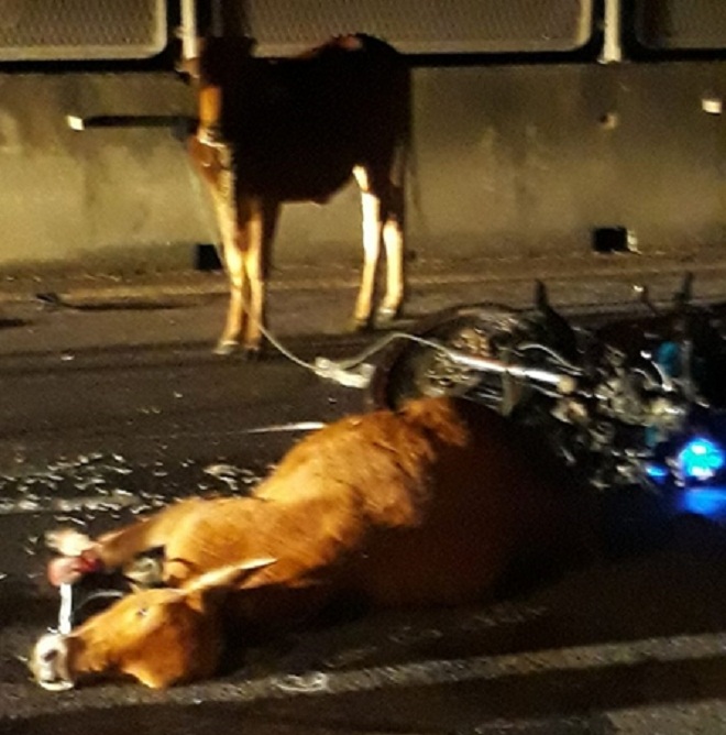 2 con bò cái gây tai nạn, công an truy tìm chủ sở hữu