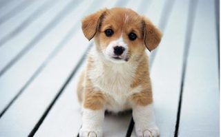 Nghệ An: Chó thả rông sẽ bị bắt, người nuôi chó phải đăng ký với UBND xã