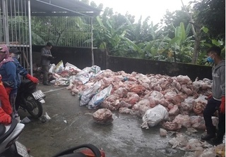 Đà Nẵng: Tiêu hủy 15 tấn phế phẩm động vật bốc mùi từ kho đông lạnh