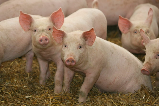Dự báo giá heo hơi hôm nay 10/12: Giá lợn hơi mới nhất 30.000 đồng/kg