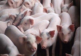 Dự báo giá heo hơi hôm nay 12/12: Giá lợn hơi mới nhất 30.000 đồng/kg