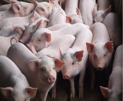 Dự báo giá heo hơi hôm nay 12/12: Giá lợn hơi mới nhất 30.000 đồng/kg