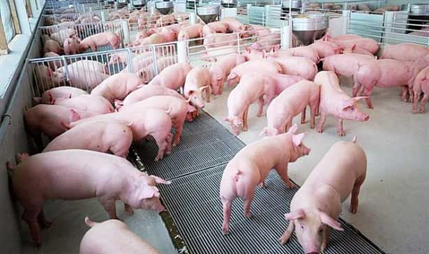 Dự báo giá heo hơi hôm nay 13/12: Giá lợn hơi mới nhất 32.000 đồng/kg