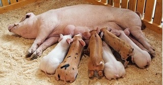 Dự báo giá heo hơi hôm nay 14/12: Giá lợn hơi mới nhất 33.000 đồng/kg