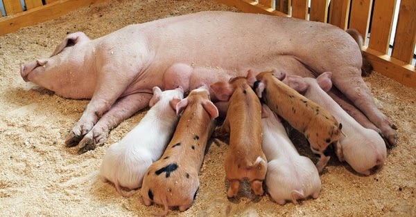 Dự báo giá heo hơi hôm nay 14/12: Giá lợn hơi mới nhất 33.000 đồng/kg