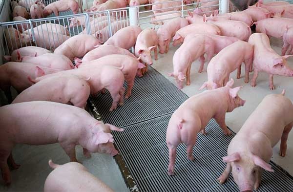 Dự báo giá heo hơi hôm nay 16/12: Giá lợn hơi mới nhất 34.000 đồng/kg