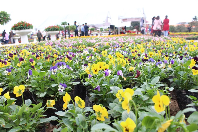 Người dân ùn ùn đổ về lễ hội làng hoa lớn nhất Miền Bắc