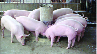 Dự báo giá heo hơi hôm nay 17/12: Giá lợn hơi mới nhất 30.000 đồng/kg