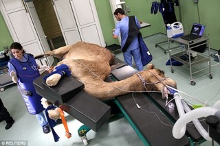 Lạc đà ở Dubai được hưởng bệnh viện hạng sang, bác sĩ quốc tế đắt đỏ