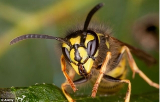 Kinh hoàng trước những loài ong độc nhất hành tinh