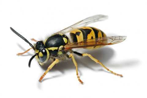 Những loài ong độc có thể khiến con người tử vong