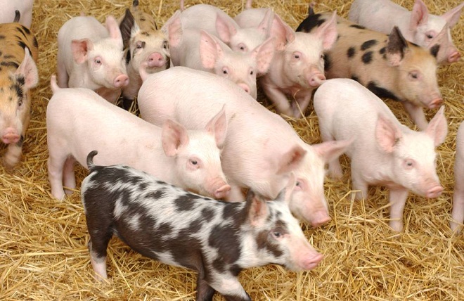 Dự báo giá heo hơi hôm nay 21/12: Giá lợn hơi mới nhất 35.000 đồng/kg