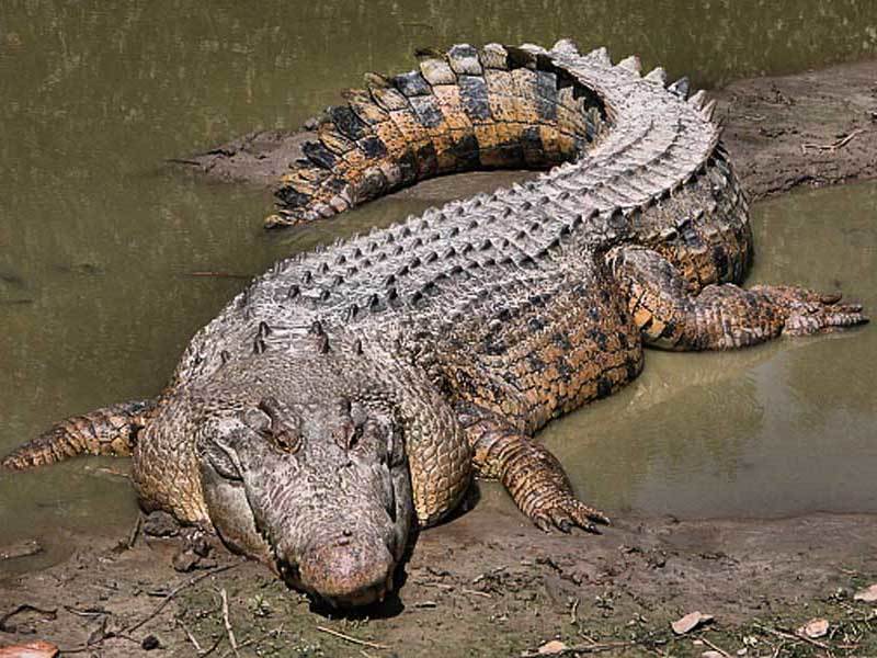 Những loài cá sấu lớn nhất trên thế giới