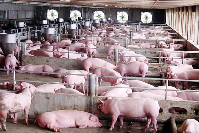 Dự báo giá heo hơi hôm nay 23/12: Giá lợn hơi mới nhất 34.000 đồng/kg