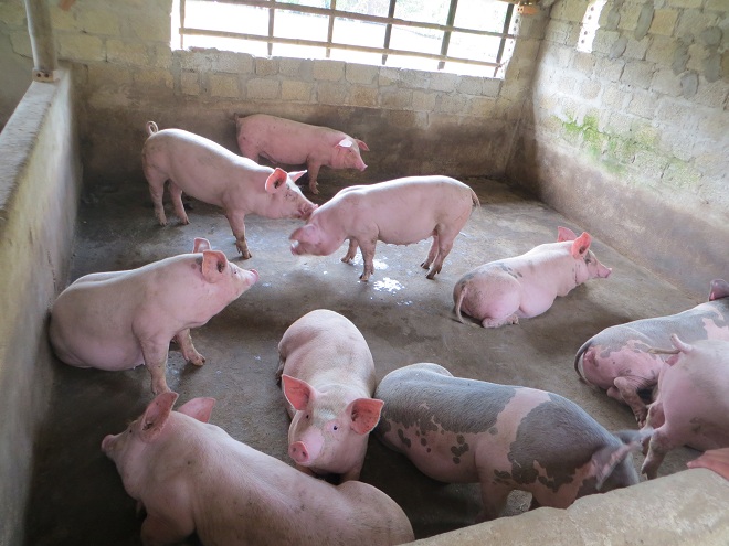 Dự báo giá heo hơi hôm nay 24/12: Giá lợn hơi mới nhất 35.000 đồng/kg