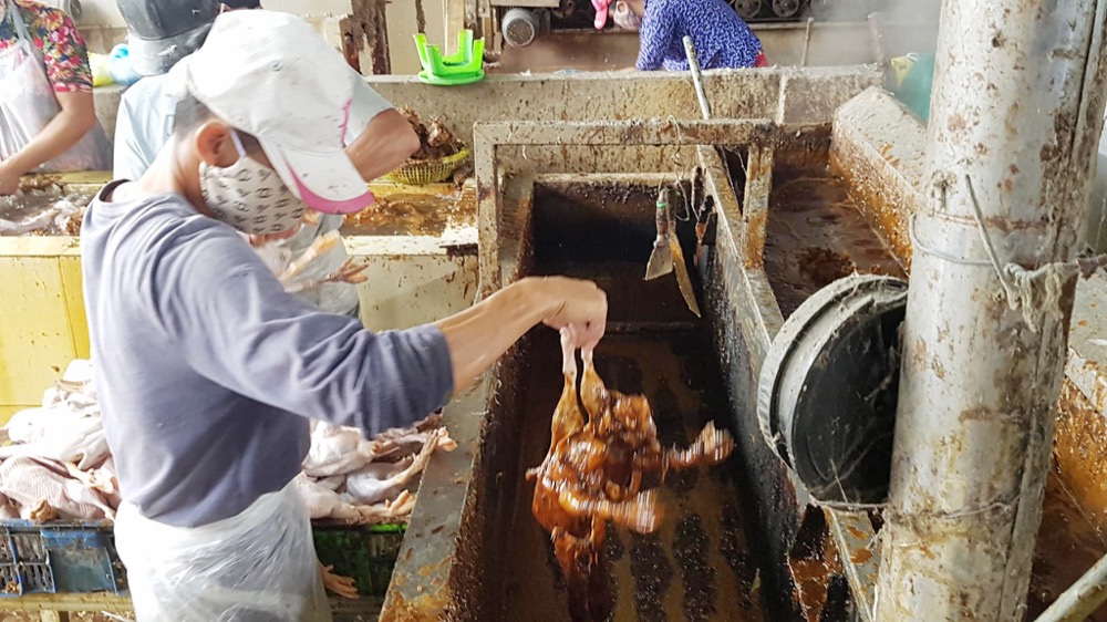 chất màu nâu đen, làm sạch lông vịt