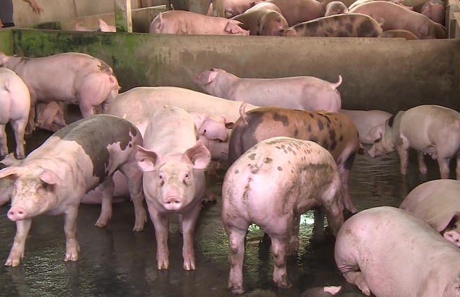 Dự báo giá heo hơi hôm nay 25/12: Giá lợn hơi mới nhất 36.000 đồng/kg 