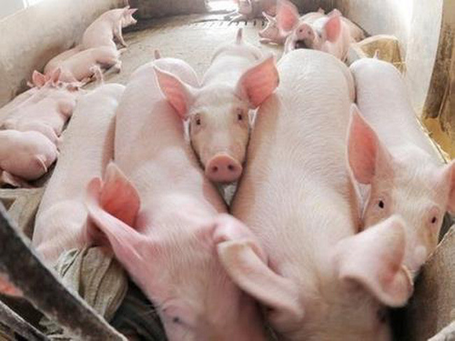 Giá lợn hơi tại Hà Nội hôm nay 