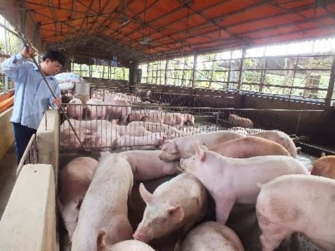 Giá lợn hơi tại Hà Nội hôm nay 