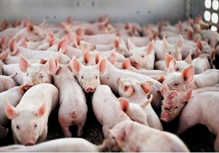 Giá lợn hơi tại miền Bắc hôm nay: Có nơi chạm mốc 36.000 đồng/kg