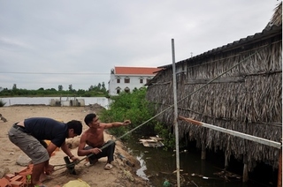 Cà Mau: Người dân vội vàng gặt lúa, làm hầm tránh bão số 16 Tembin