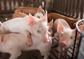 Giá lợn (heo) hơi ngày hôm nay: Miền Bắc cao nhất 36.000 đồng