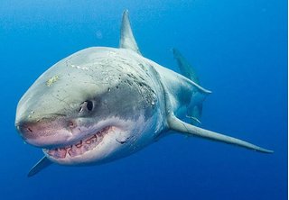 Hoảng sợ trước những loài cá mập hung dữ nhất hành tinh