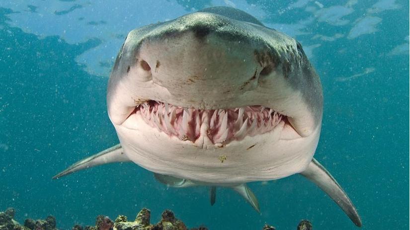 Những loài cá mập to lớn trên hành tinh
