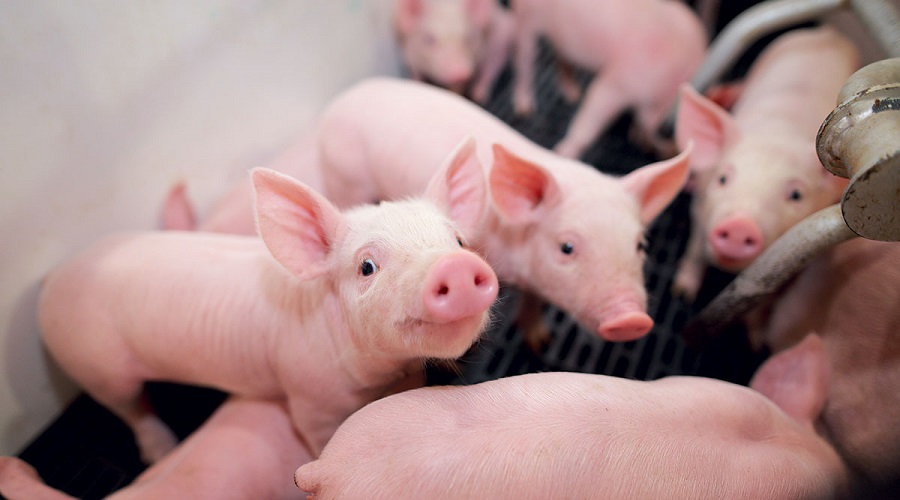 Dự báo giá heo hơi hôm nay 29/12: Giá lợn hơi mới nhất 50.000 đồng/kg