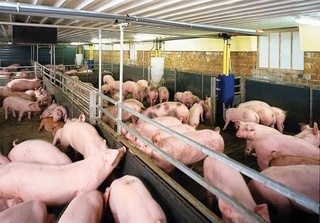 Dự báo giá heo hơi hôm nay 30/12: Giá lợn hơi mới nhất 38.000 đồng/kg
