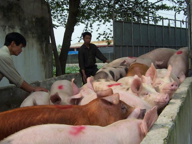 Dự báo giá heo hơi hôm nay 31/12: Giá lợn hơi mới nhất 36.000 đồng/kg