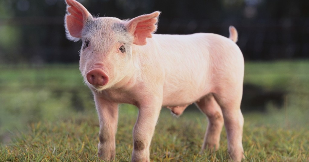 Dự báo giá heo hơi hôm nay 2/1/2018: Giá lợn hơi mới nhất 35.000 đồng