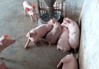 Dự báo giá heo hơi hôm nay 3/1: Giá lợn hơi mới nhất 37.000 đồng/kg