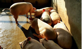 Dự báo giá heo hơi hôm nay 5/1: Giá lợn hơi mới nhất 37.000 đồng/kg