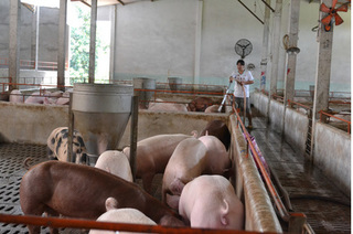 Dự báo giá heo hơi hôm nay 7/1: Giá lợn hơi mới nhất 34.000 đồng/kg