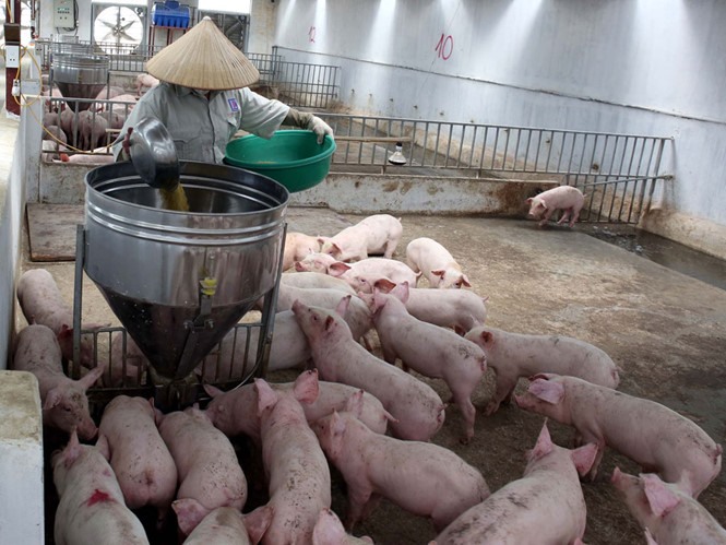 Dự báo giá heo hơi hôm nay 9/1: Giá lợn hơi mới nhất 37.000 đồng/kg
