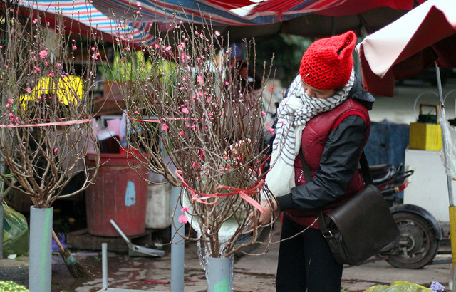 Chợ hoa Hà Nội đã có đào Nhật Tân bán sớm