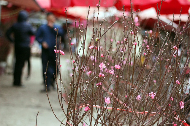Chợ hoa Hà Nội đã có đào Nhật Tân bán sớm