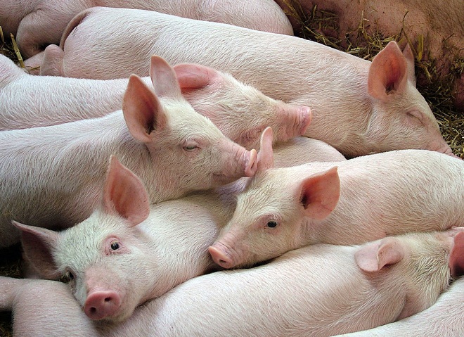 Dự báo giá heo hơi hôm nay 10/1: Giá lợn hơi mới nhất 36.000 đồng/kg