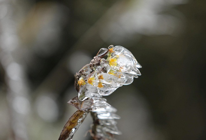 Ngắm cây cỏ hòa trong băng tuyết đẹp ảo diệu tại Sa Pa