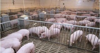 Dự báo giá heo hơi hôm nay 12/1: Giá lợn hơi mới nhất 36.000 đồng/kg
