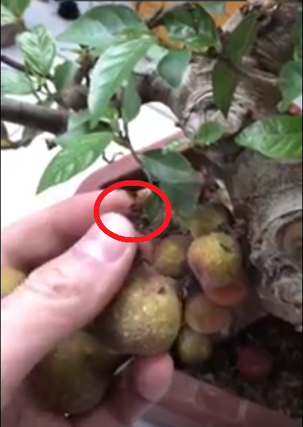 Hà Nội: Khách hàng nhận trái đắng khi mua phải cây sung có quả gắn bằng keo con voi 2