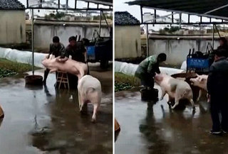 Lợn xông vào đánh người để cứu đồng loại sắp bị thịt