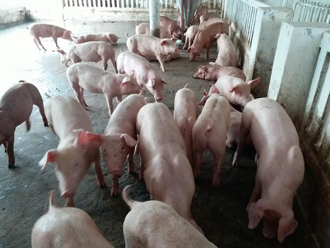 Dự báo giá heo hơi hôm nay 14/1: Giá lợn hơi mới nhất 33.000 đồng/kg