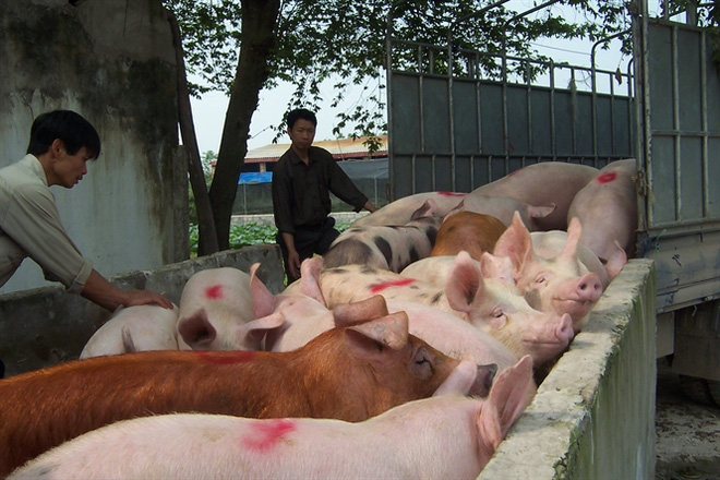 giá heo hơi hôm nay, Giá lợn hơi mới nhất 